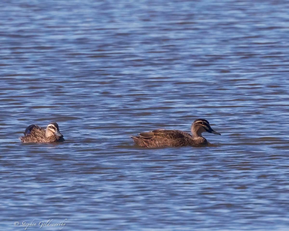 Pacific Black Duck - ML638265095