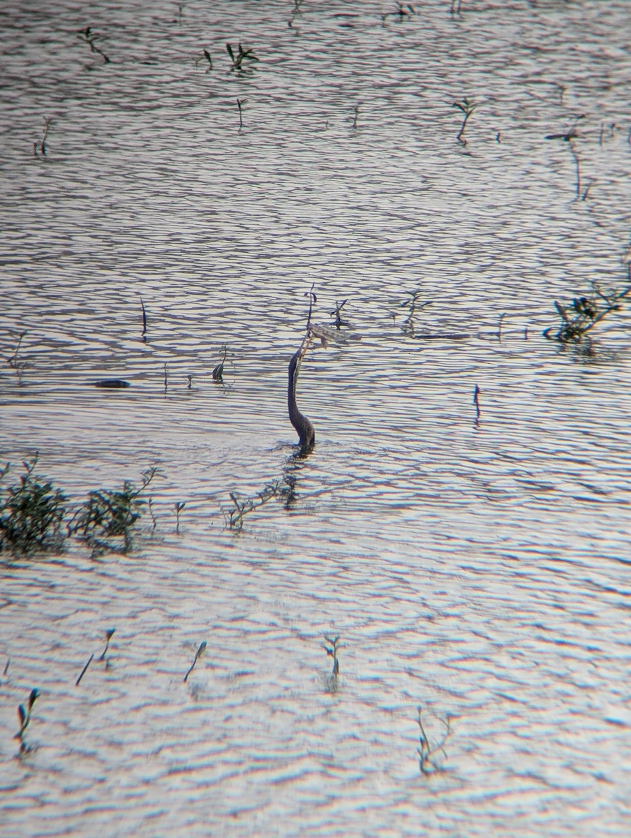 Oriental Darter - ML638265096