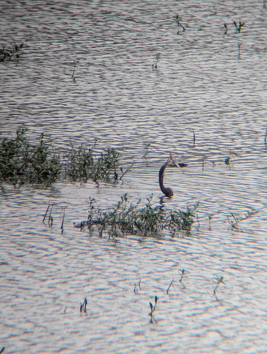 Oriental Darter - ML638265097