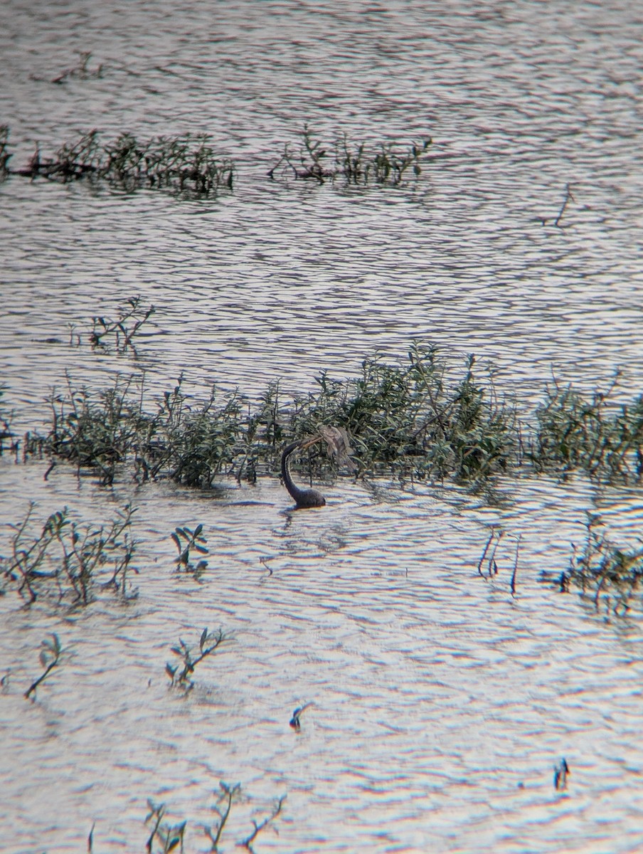 Oriental Darter - ML638265098