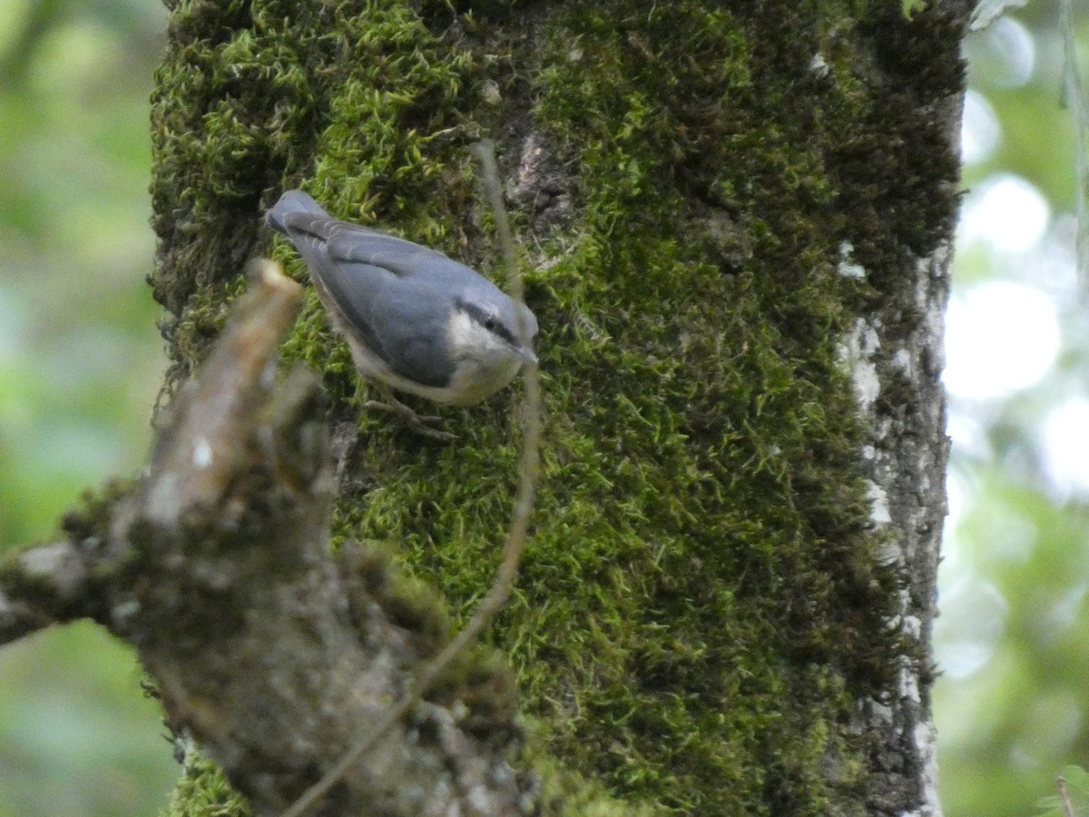 Eurasian Nuthatch - ML638265105
