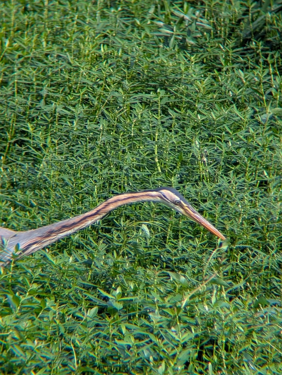 Purple Heron - ML638265107