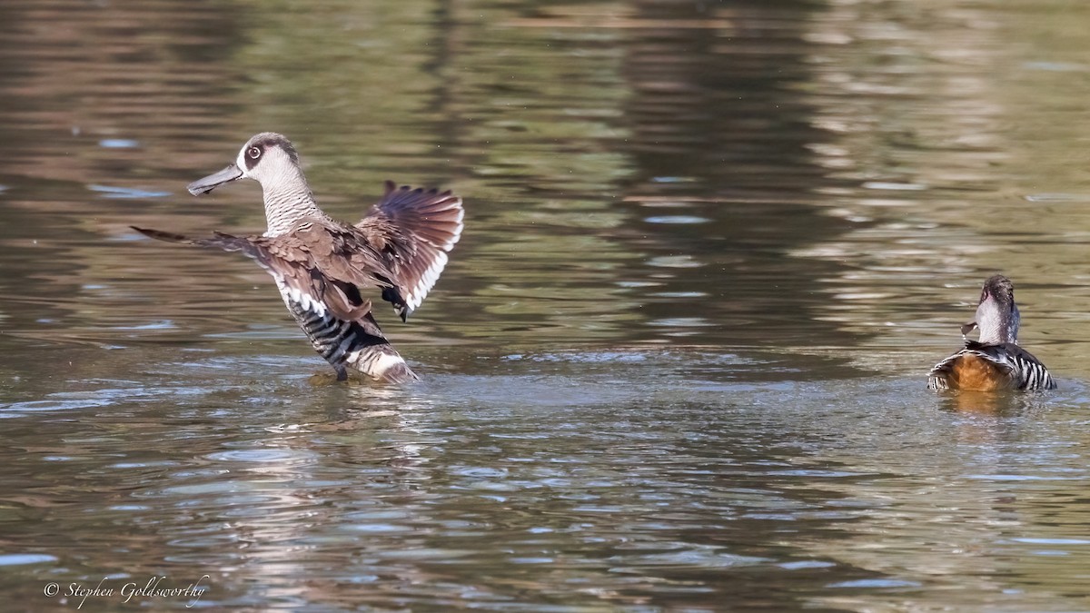 Pink-eared Duck - ML638265111