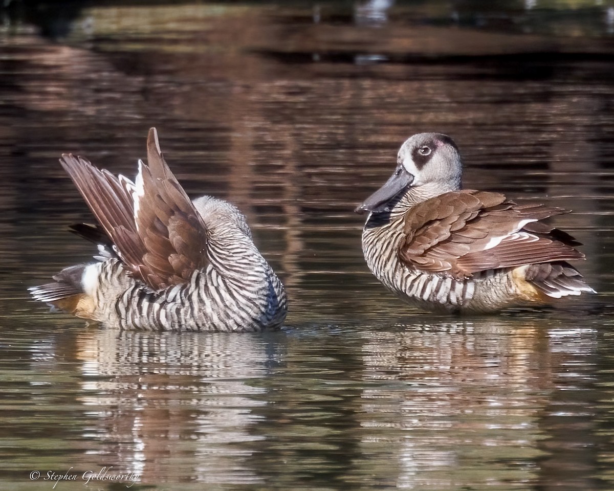 Pink-eared Duck - ML638265112