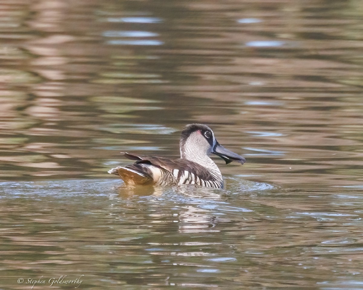 Pink-eared Duck - ML638265113