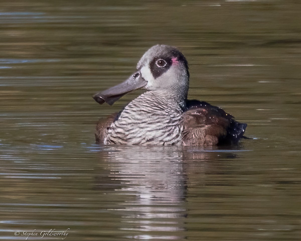 Pink-eared Duck - ML638265114