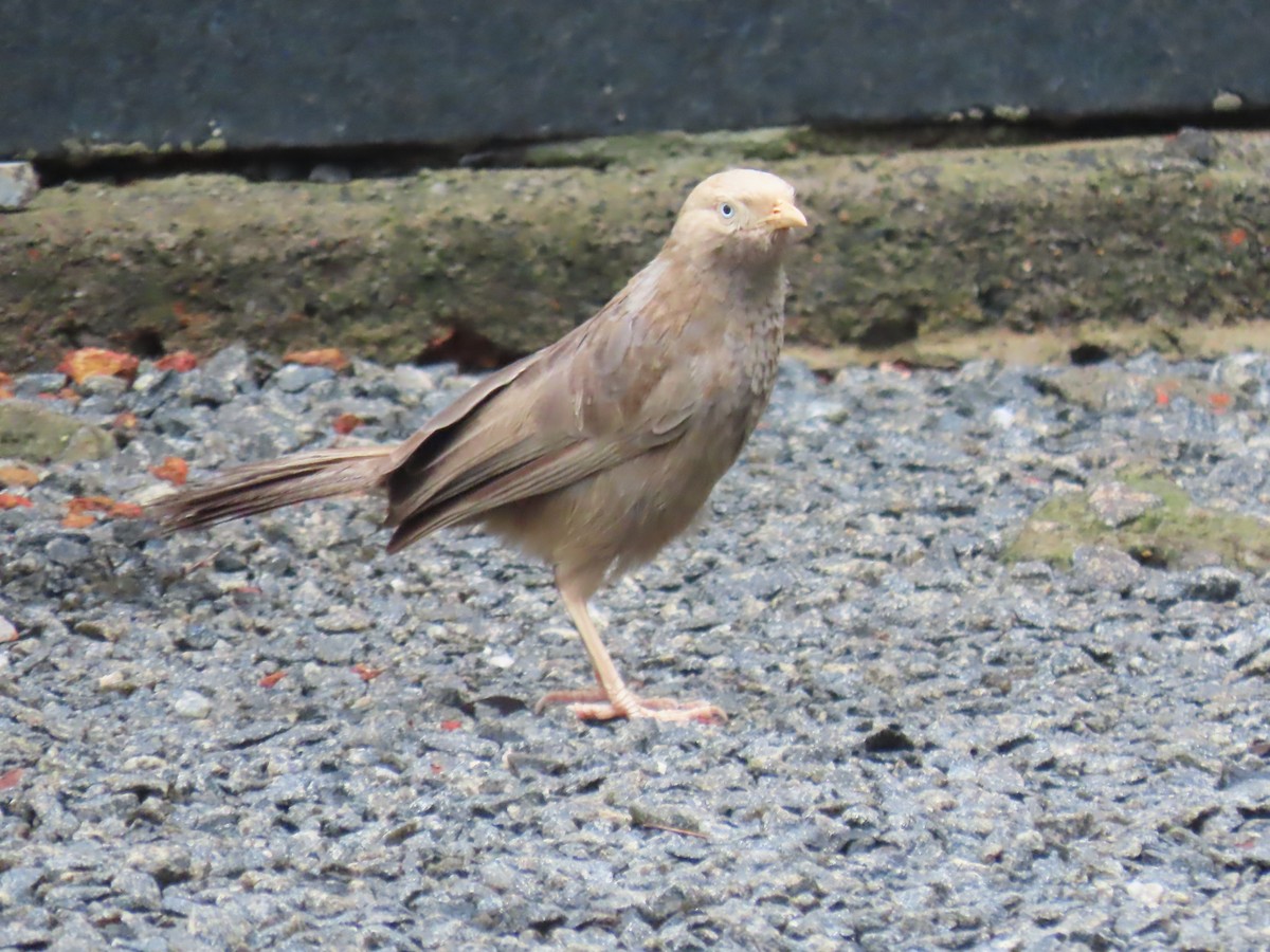 Yellow-billed Babbler - ML638265124