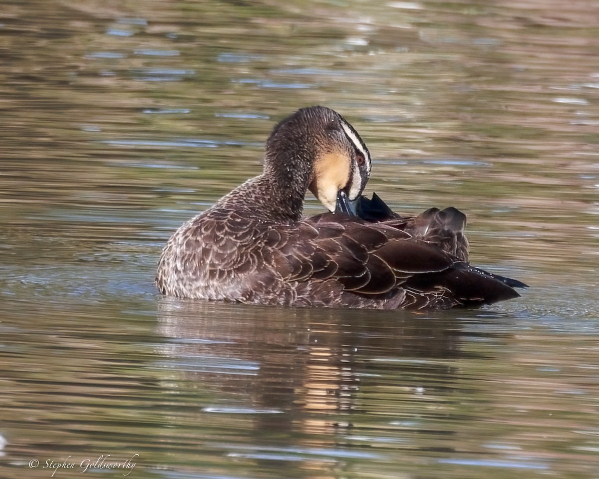 Pacific Black Duck - ML638265125