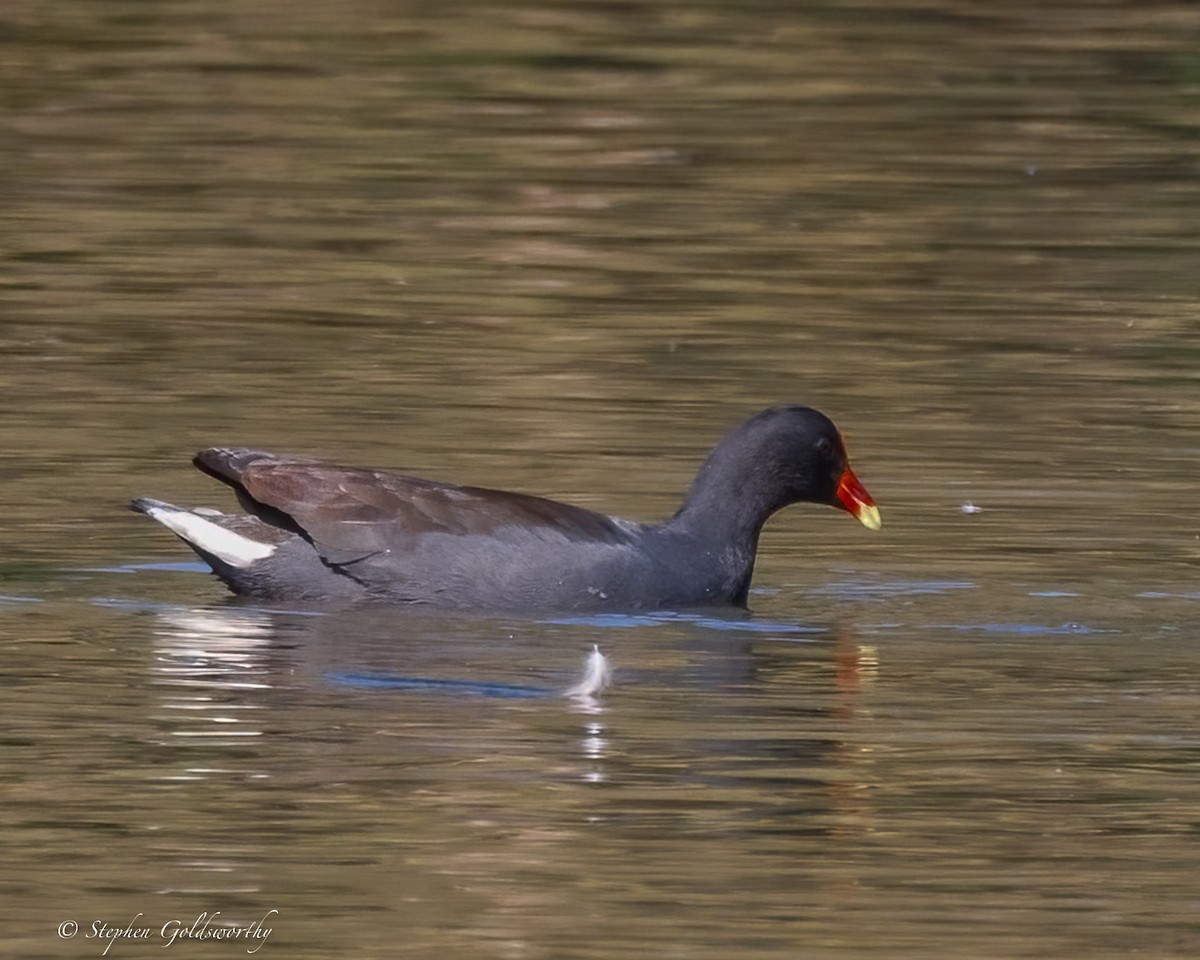 Dusky Moorhen - ML638265126