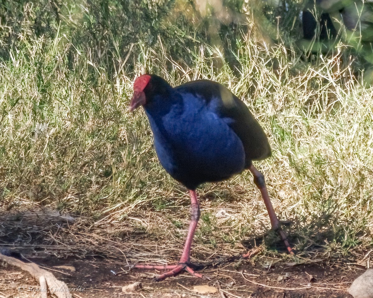 Australasian Swamphen - ML638265131