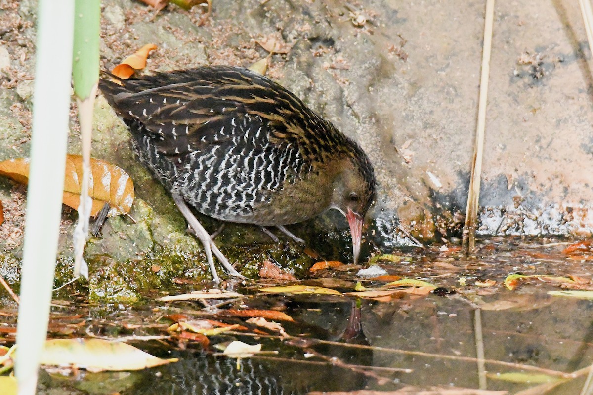 Lewin's Rail - ML638265135