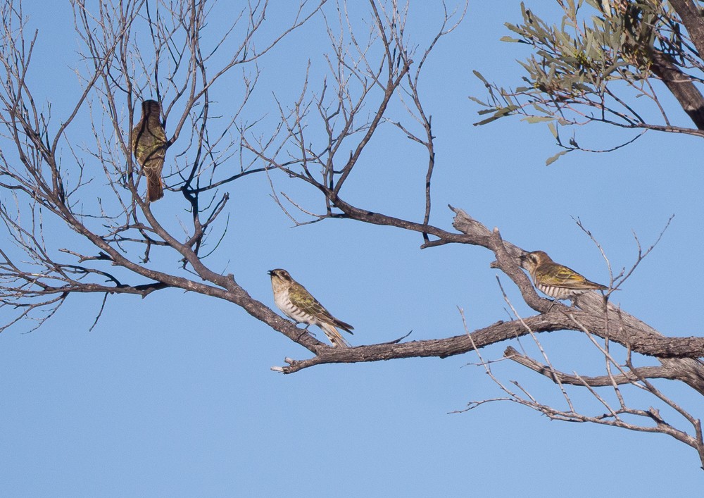 Horsfield's Bronze-Cuckoo - ML638265136