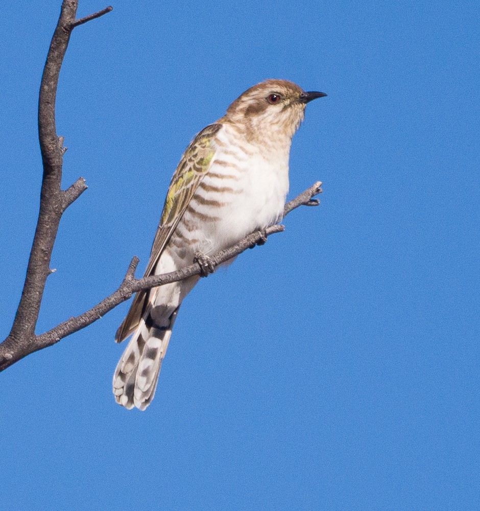 Horsfield's Bronze-Cuckoo - ML638265137