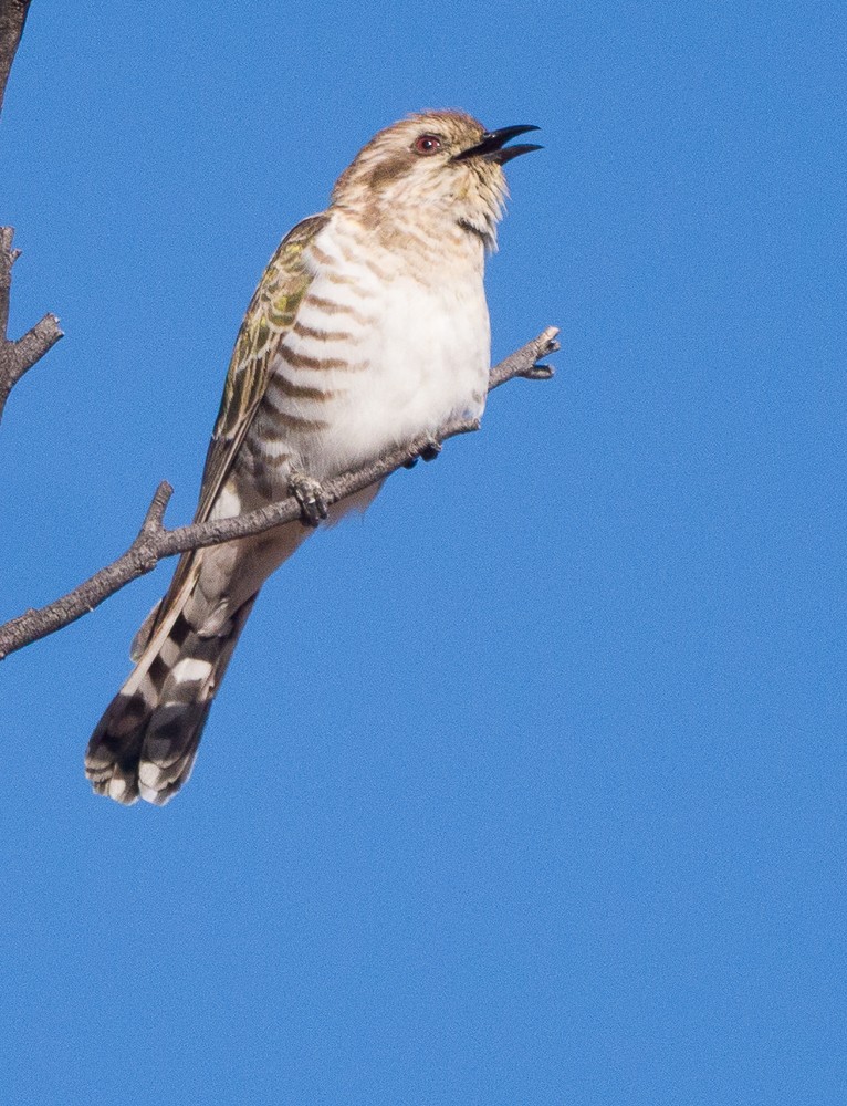 Horsfield's Bronze-Cuckoo - ML638265138
