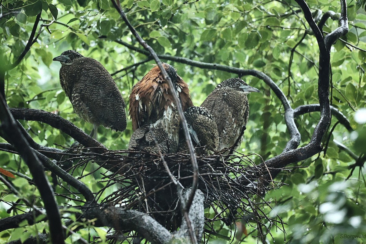 Malayan Night Heron - ML638265141