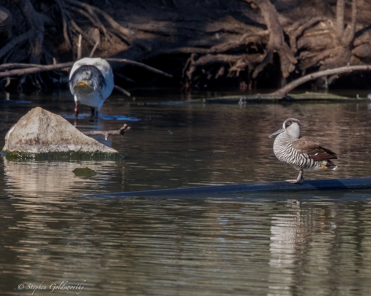 Australian Ibis - ML638265142