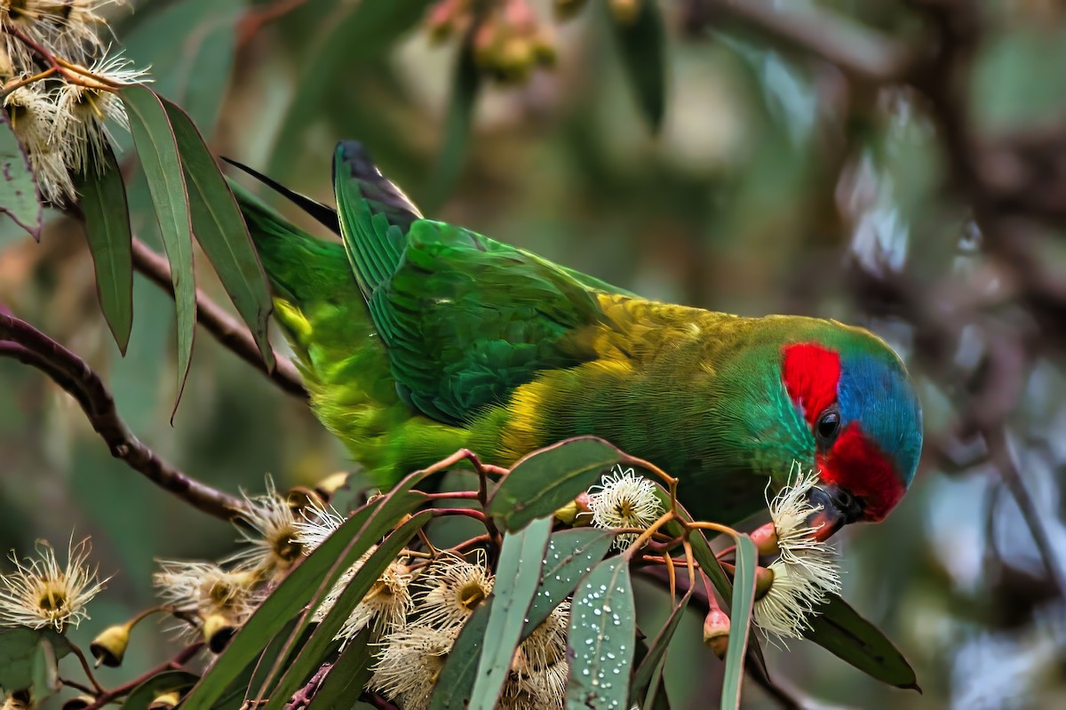 Musk Lorikeet - ML638265143