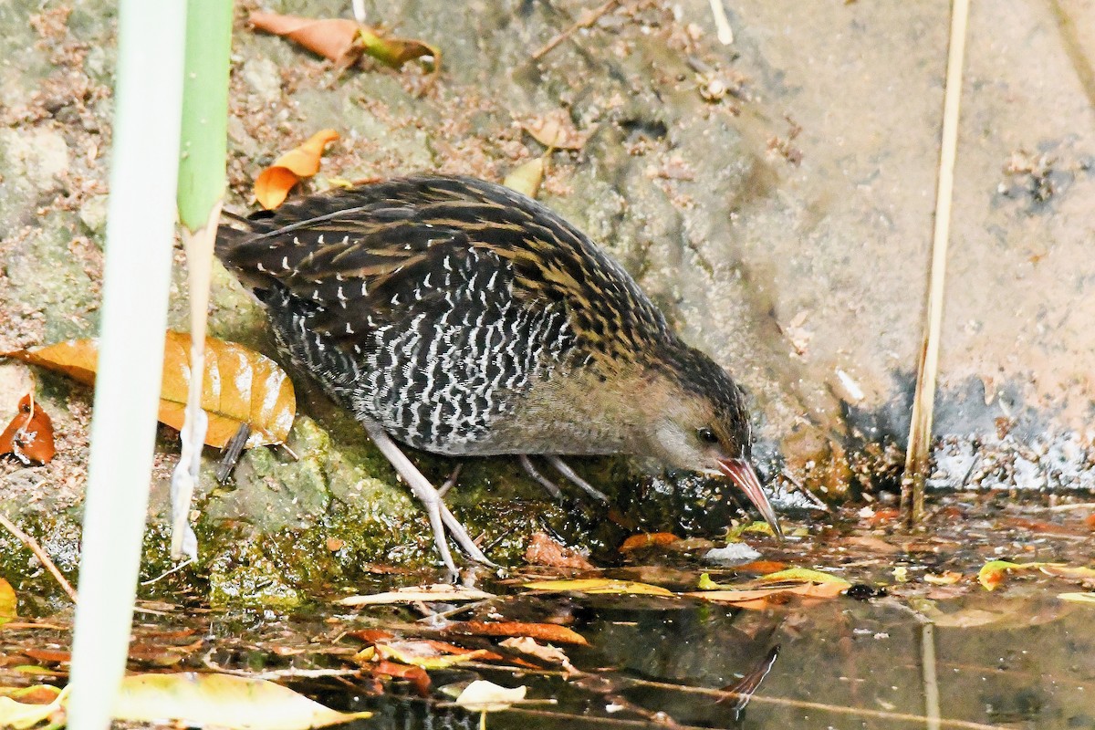 Lewin's Rail - ML638265144