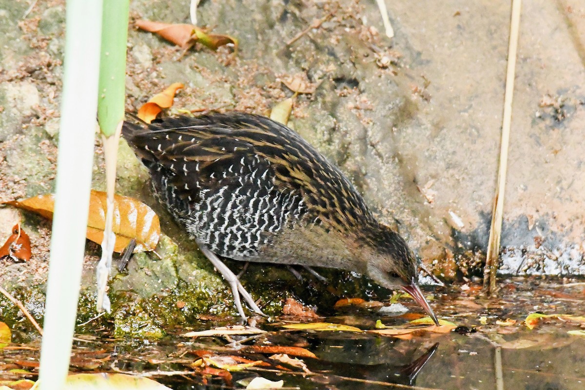 Lewin's Rail - ML638265146
