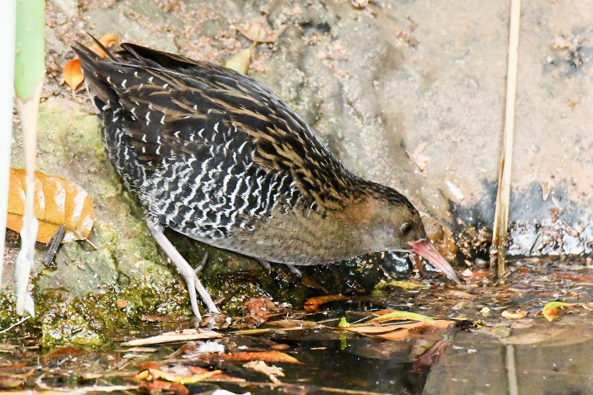 Lewin's Rail - ML638265156