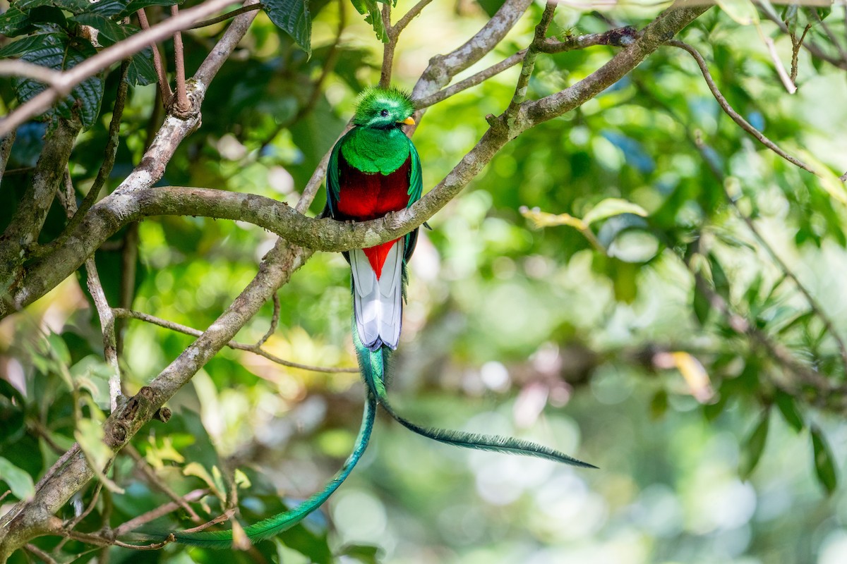 Resplendent Quetzal - ML638265158