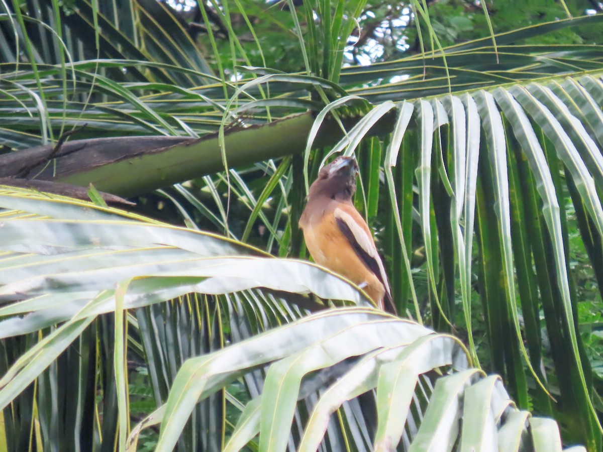 Rufous Treepie - ML638265164