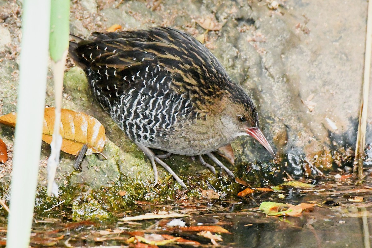 Lewin's Rail - ML638265165