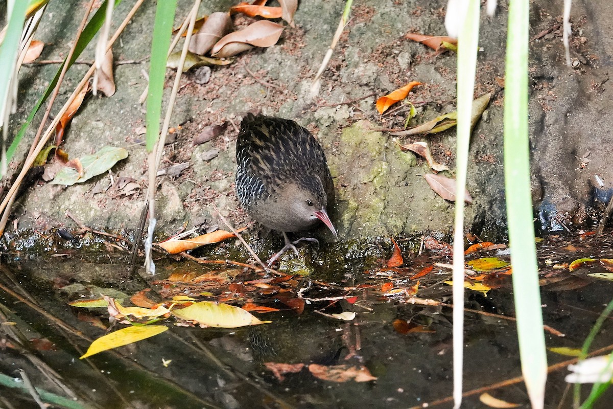 Lewin's Rail - ML638265174