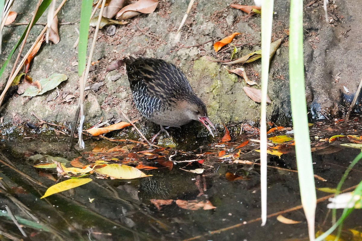 Lewin's Rail - ML638265175