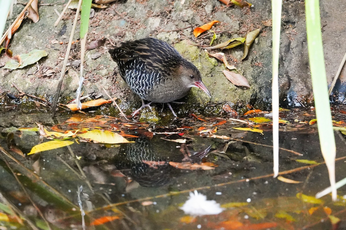 Lewin's Rail - ML638265178
