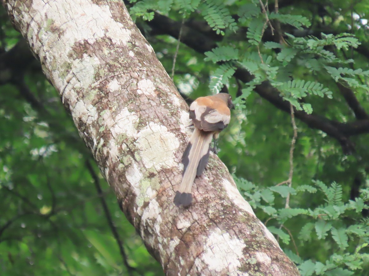 Rufous Treepie - ML638265179