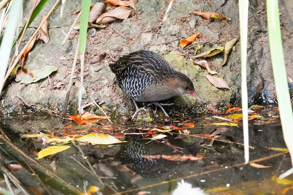 Lewin's Rail - ML638265181