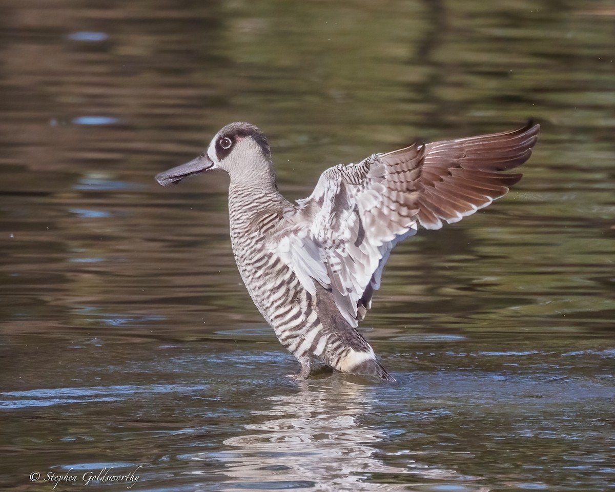 Pink-eared Duck - ML638265183
