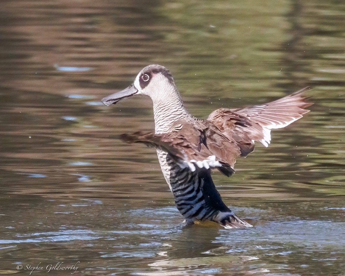 Pink-eared Duck - ML638265184