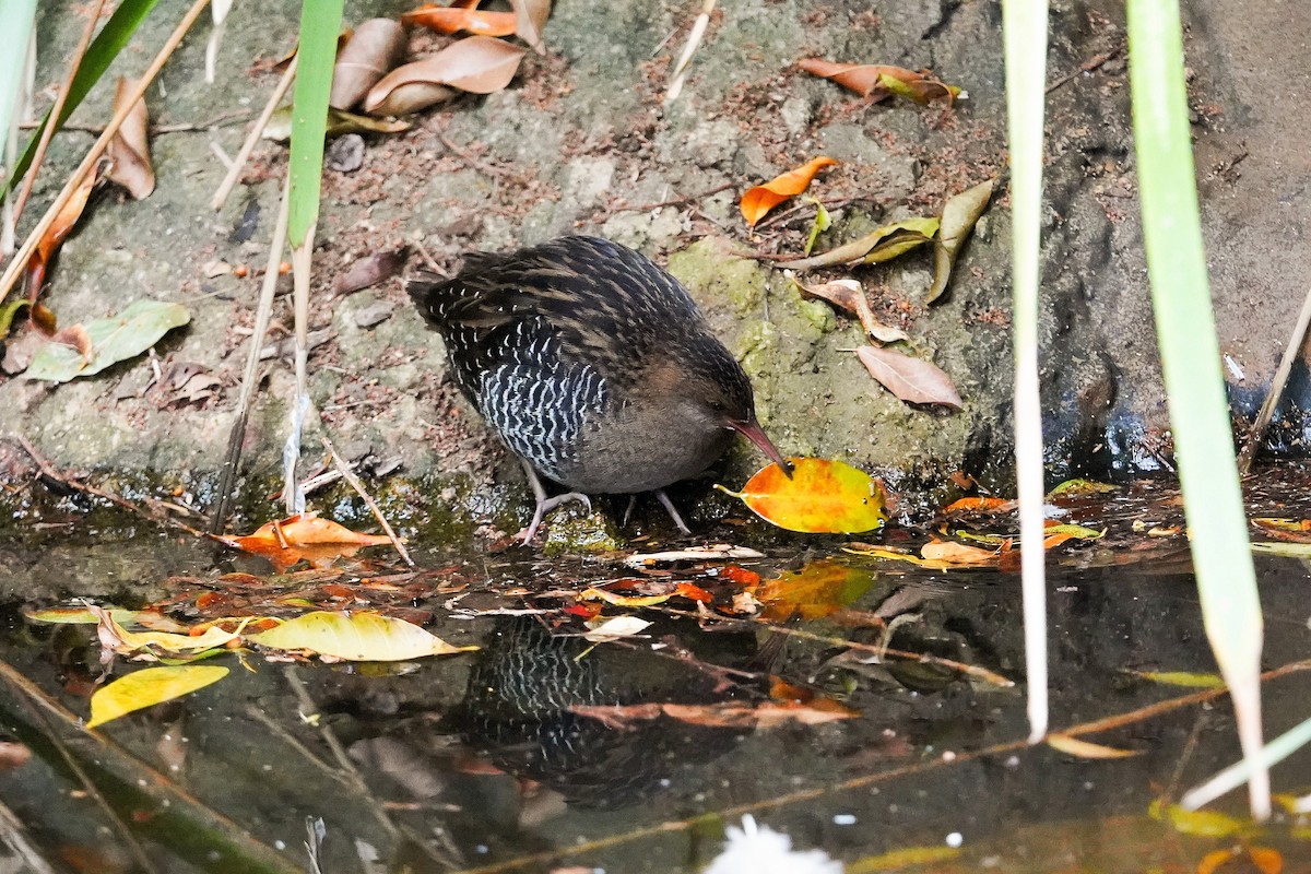 Lewin's Rail - ML638265191