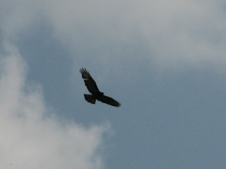 Common Buzzard - ML638265194
