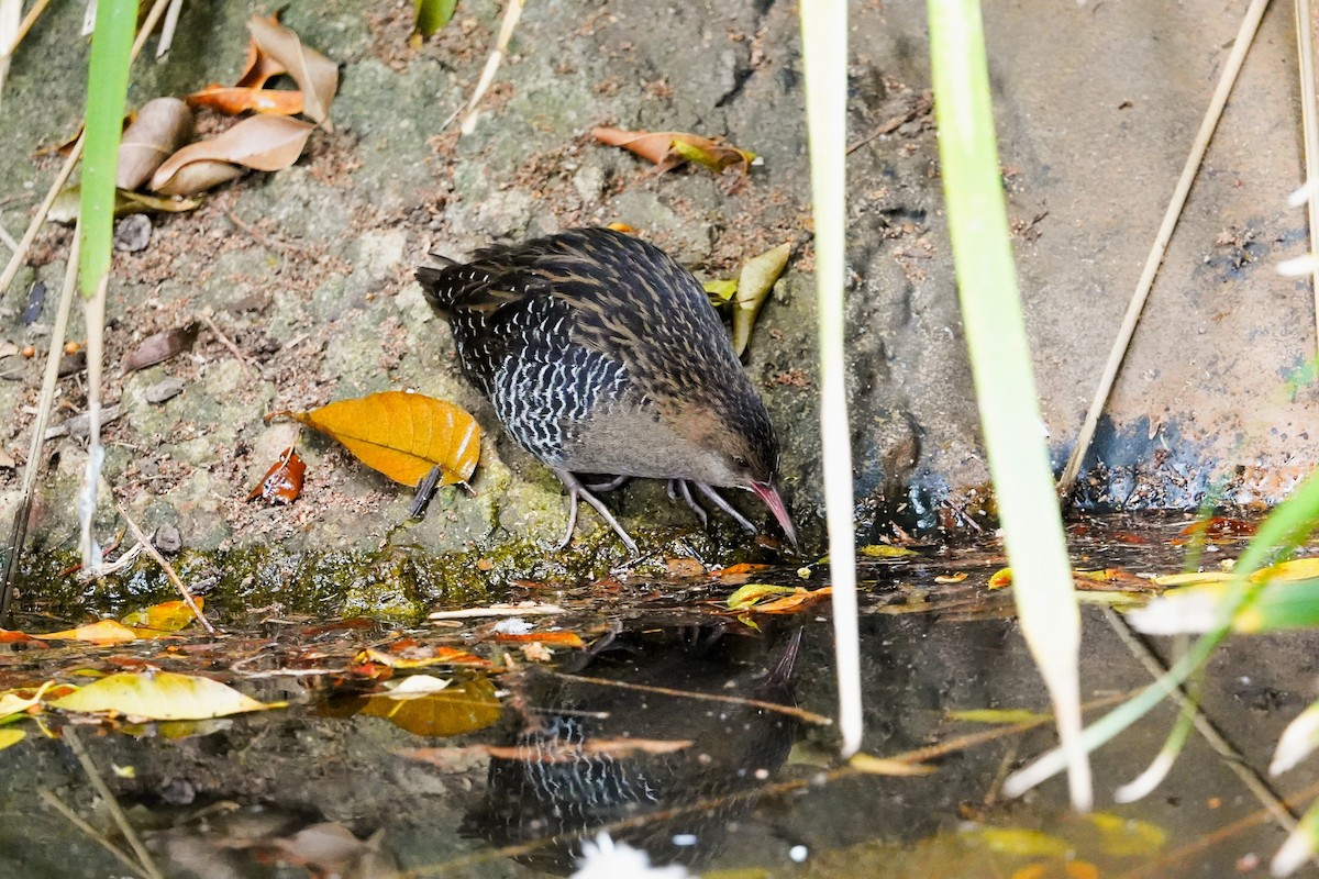 Lewin's Rail - ML638265196