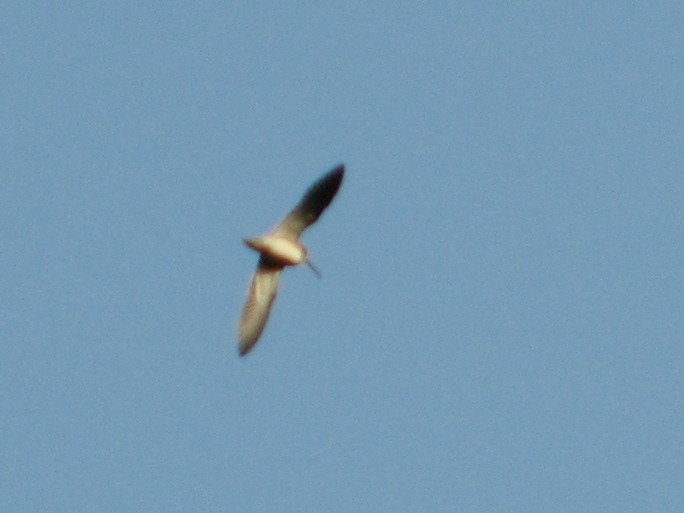 Common Snipe - ML638265204