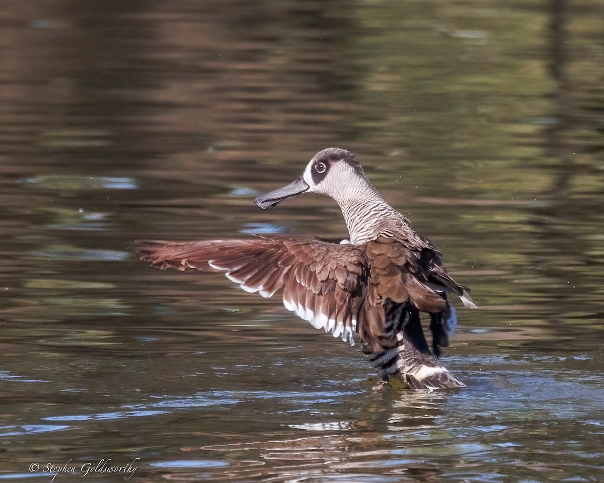 Pink-eared Duck - ML638265208