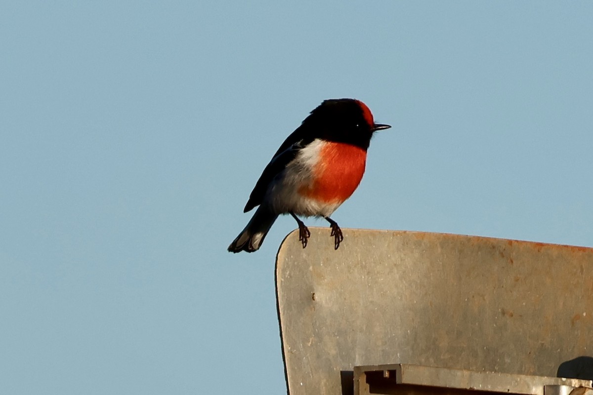 Red-capped Robin - ML638265212
