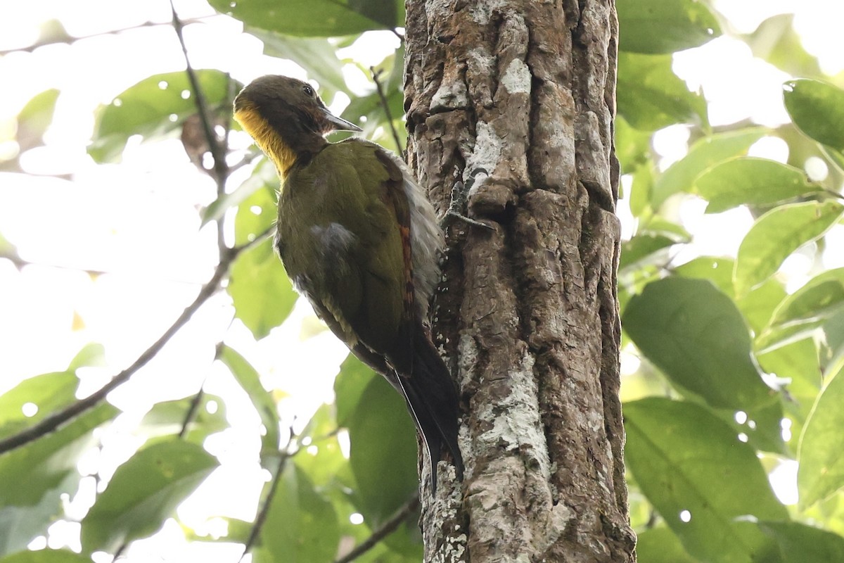 Greater Yellownape - ML638265213
