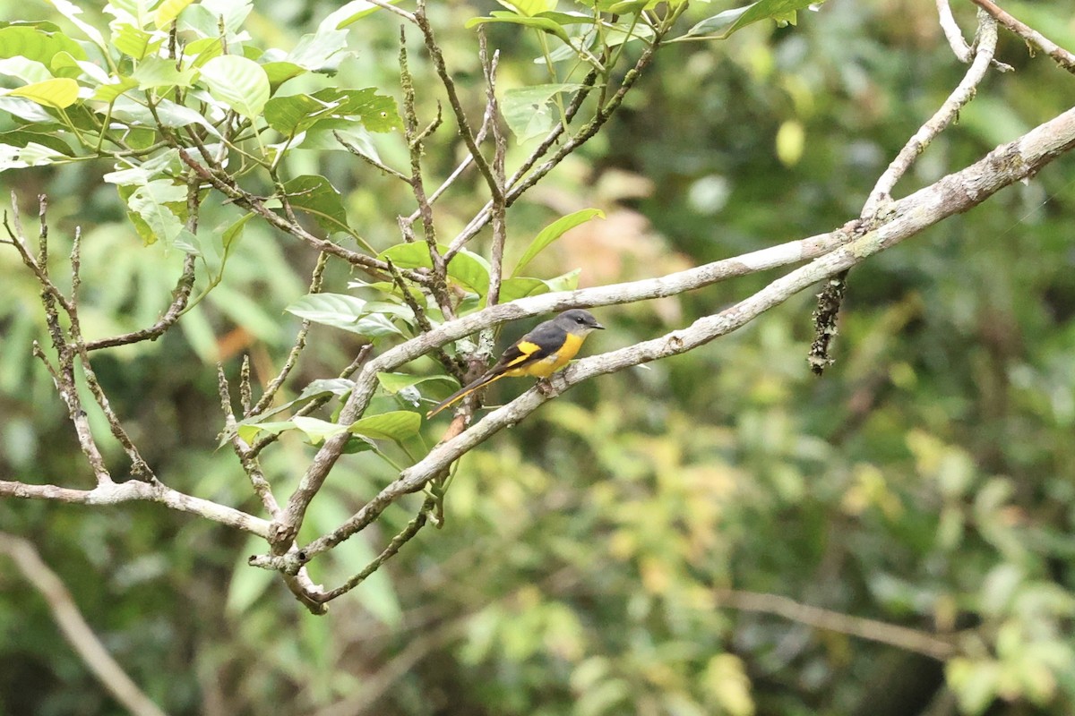 Graukehl-Mennigvogel - ML638265221