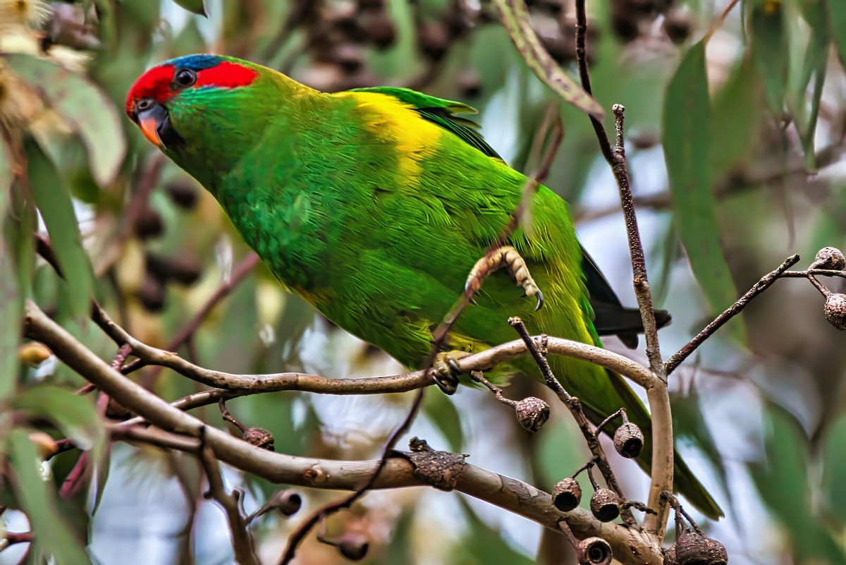 Musk Lorikeet - ML638265227