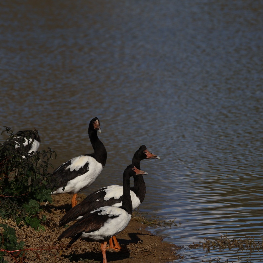 Magpie Goose - ML638265240