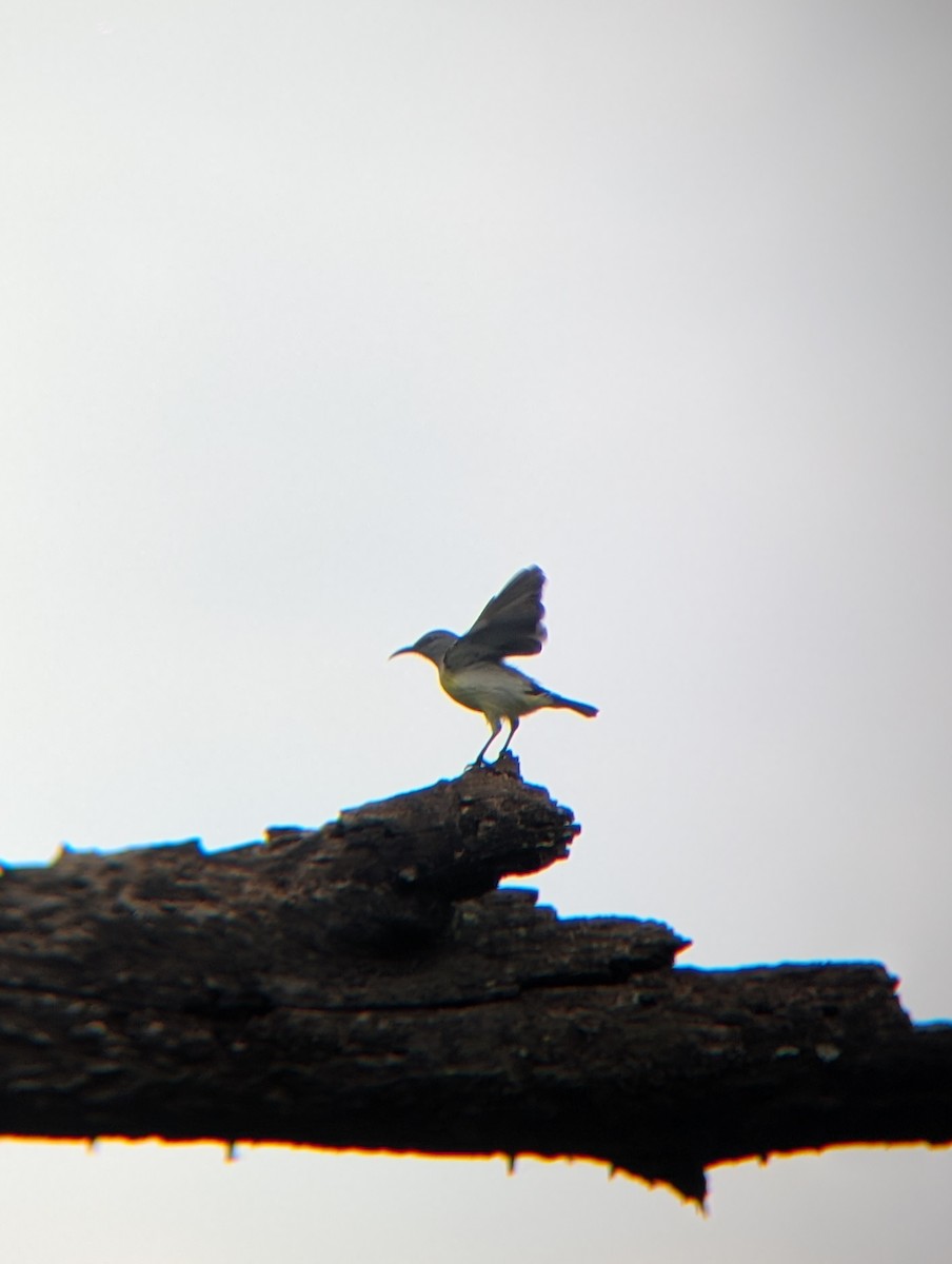 Purple-rumped Sunbird - ML638265244