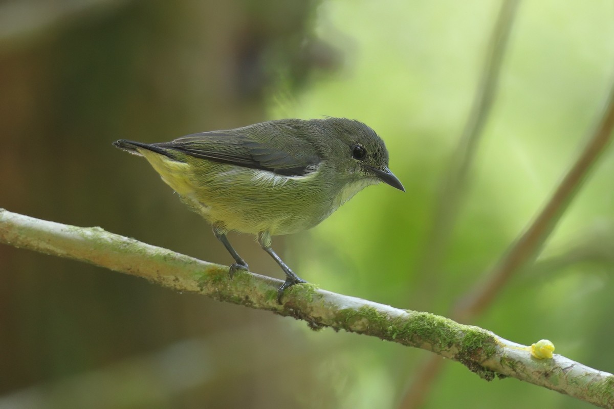 Black-sided Flowerpecker - ML638265249