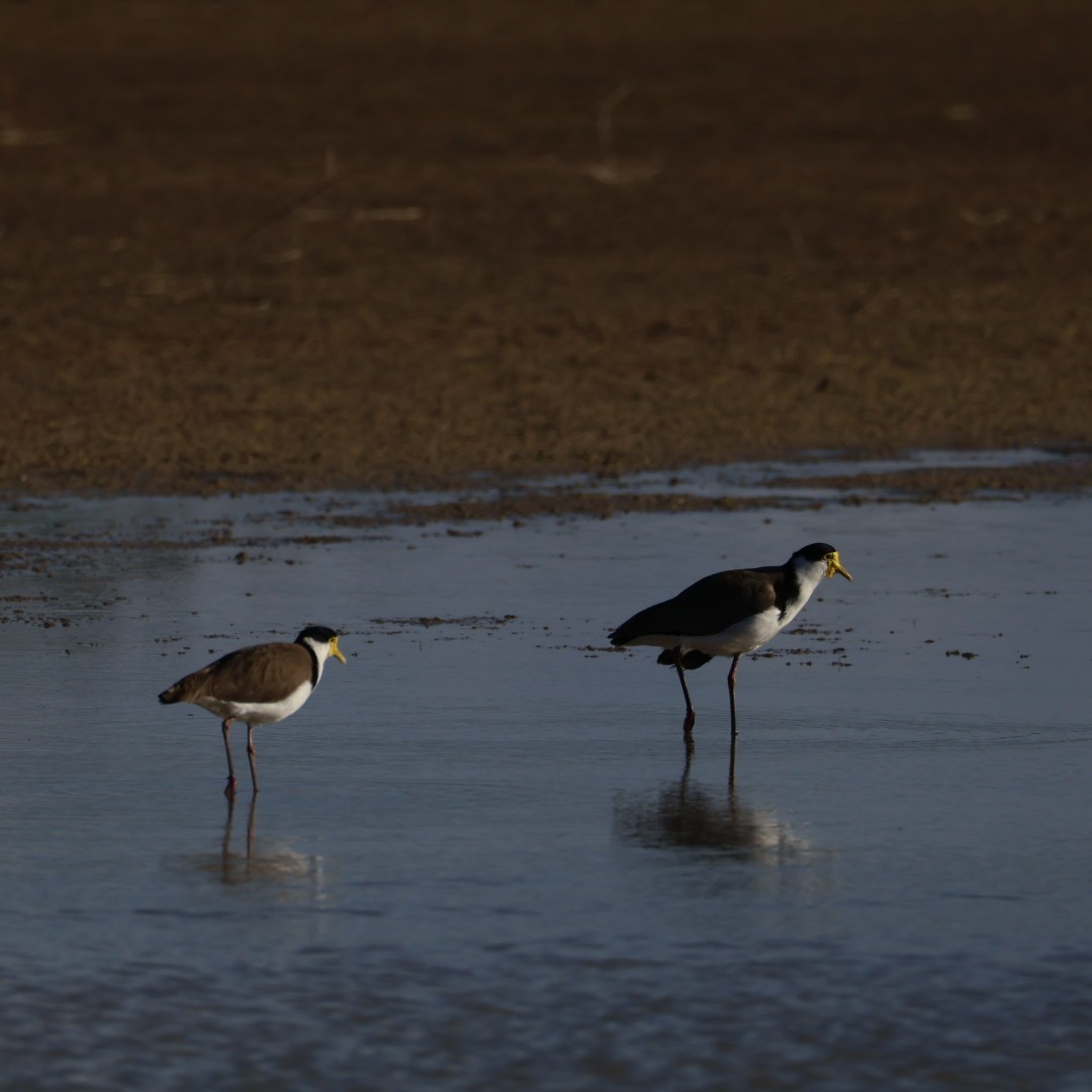 Masked Lapwing - ML638265252