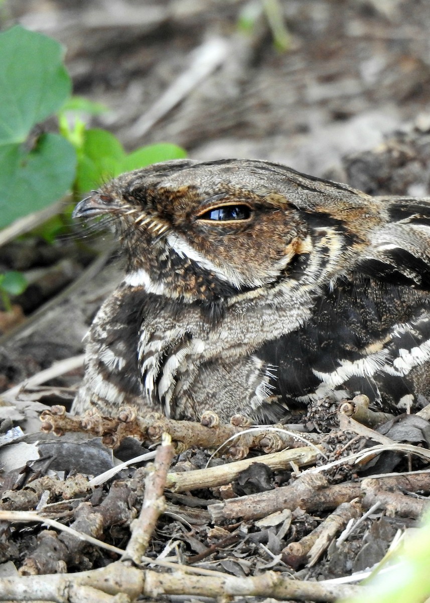 Large-tailed Nightjar - ML638265253