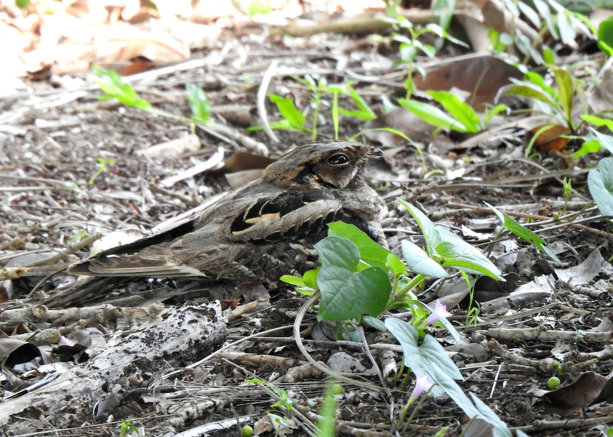 Large-tailed Nightjar - ML638265254