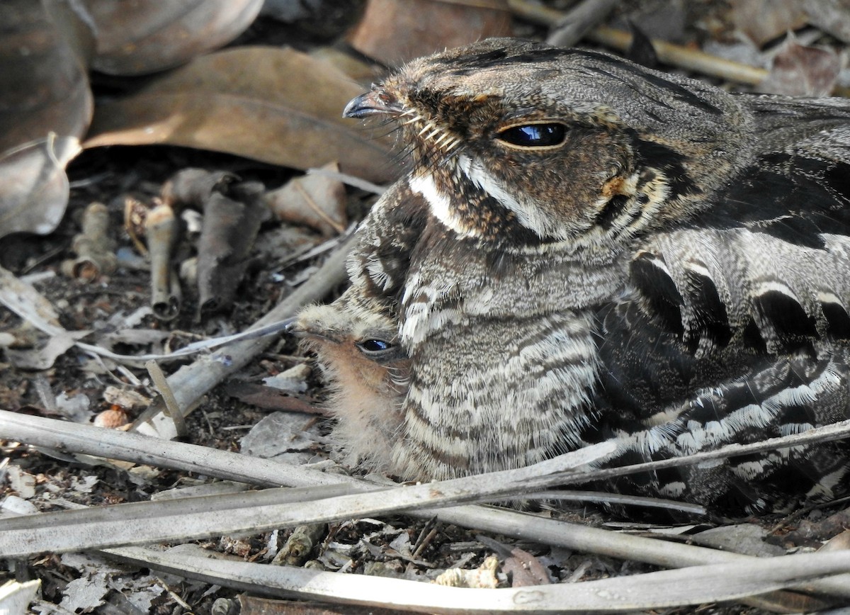 Large-tailed Nightjar - ML638265255